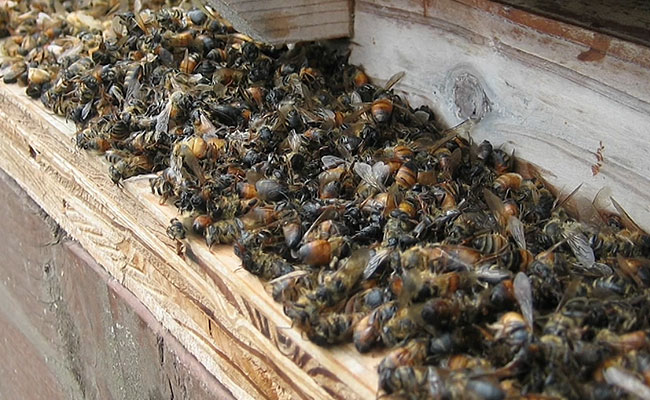 νεκρες μελισσες